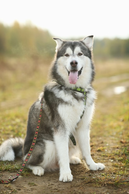 Alaskan Malamute Hund in der Natur