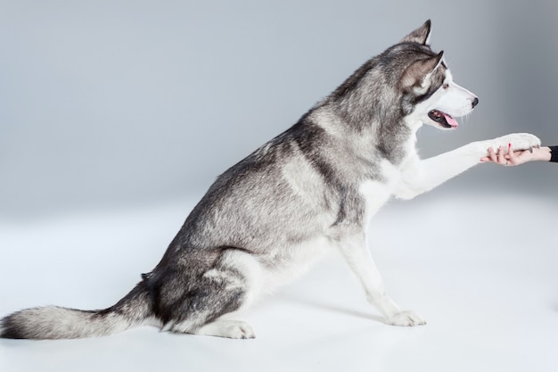 Alaskan Malamute sentados en el suelo, dando pata, sobre fondo gris