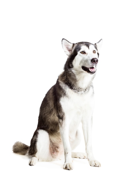 Alaskan Malamute sitzt vor der Kamera, isoliert auf weiss. Schöner Hund