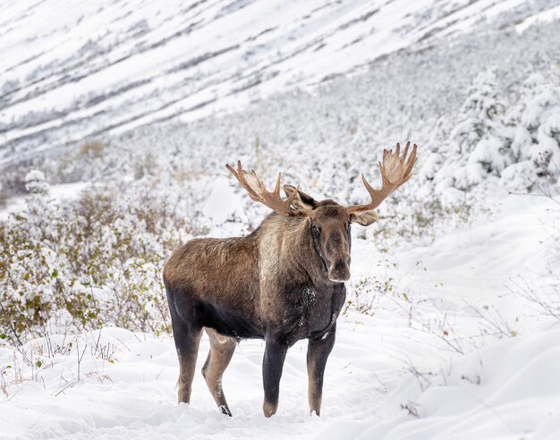 Alaskas Elch auf dem schneebedeckten Hügel