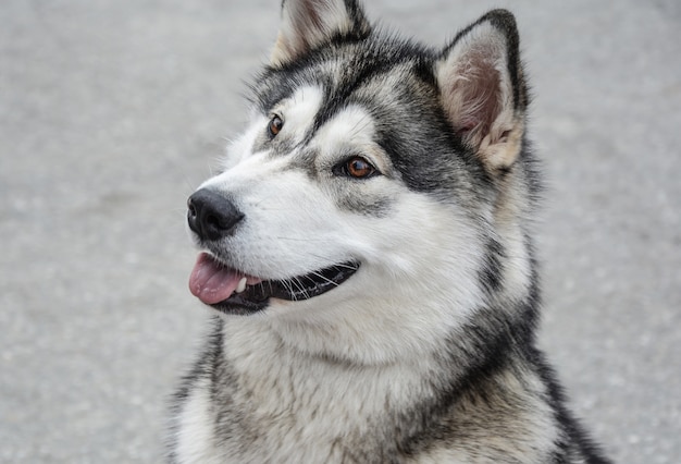 Foto alaskischer malamute sitzend