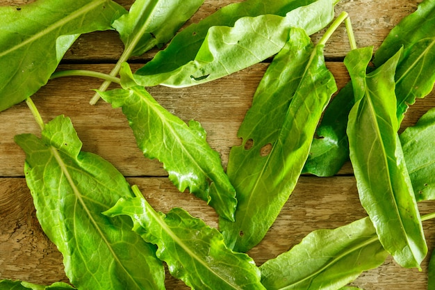 Alazão verde folhas