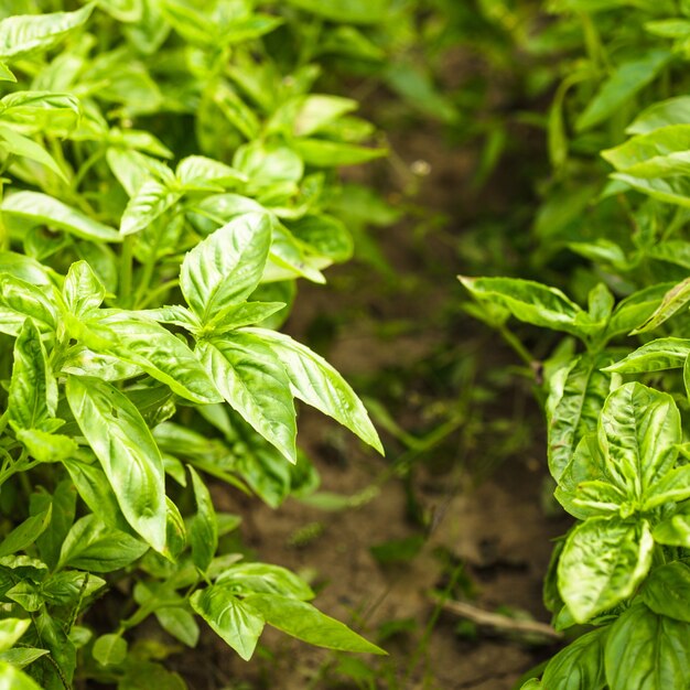 Albahaca en el arbusto en el jardín