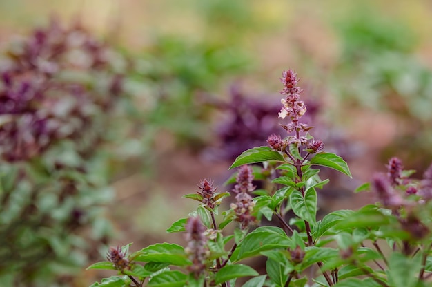 Albahaca de campo verde y violeta con tallos hojas de albahaca dulce en la cama del jardín