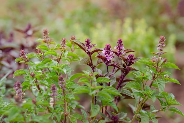 Albahaca de campo verde y violeta con tallos hojas de albahaca dulce en la cama del jardín