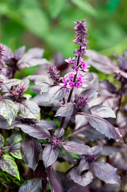 Foto albahaca floreciente con hojas moradas