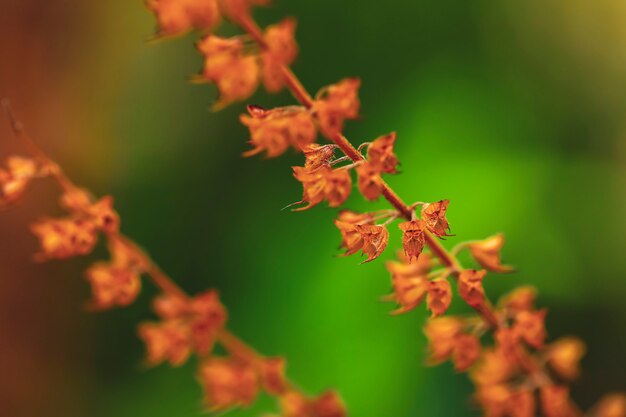 Albahaca fresca y flor en la plantación