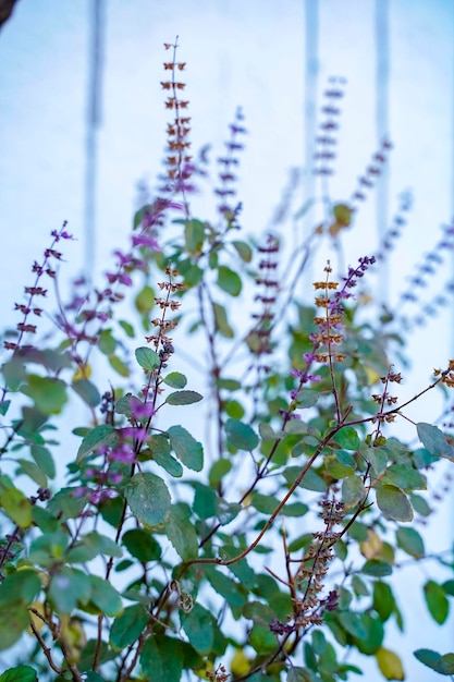 Albahaca fresca y flor en la plantación