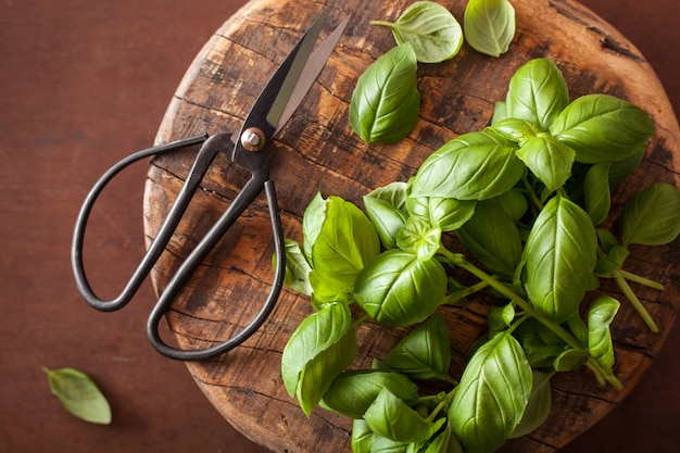 Albahaca fresca hierba y tijeras en una tabla de cortar