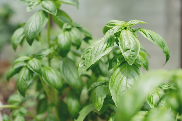 Albahaca fresca en el jardín o invernadero.