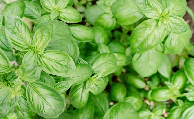 Albahaca fresca en el jardín o invernadero.