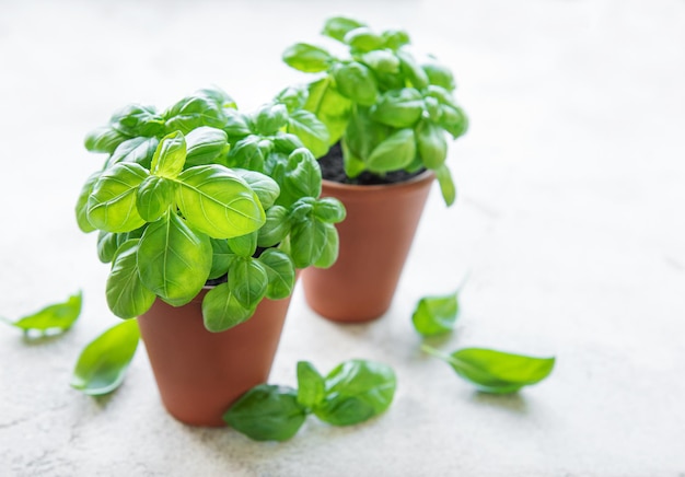 Albahaca fresca joven en macetas