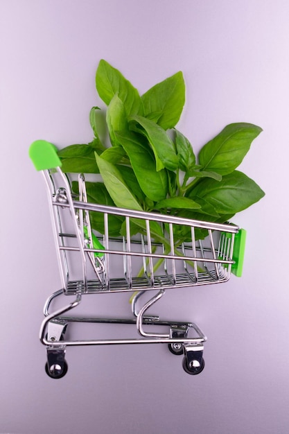 Albahaca fresca en un pequeño carro de supermercado sobre un fondo gris.