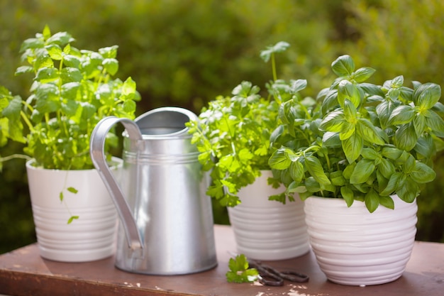 Albahaca fresca perejil menta hierbas en jardín