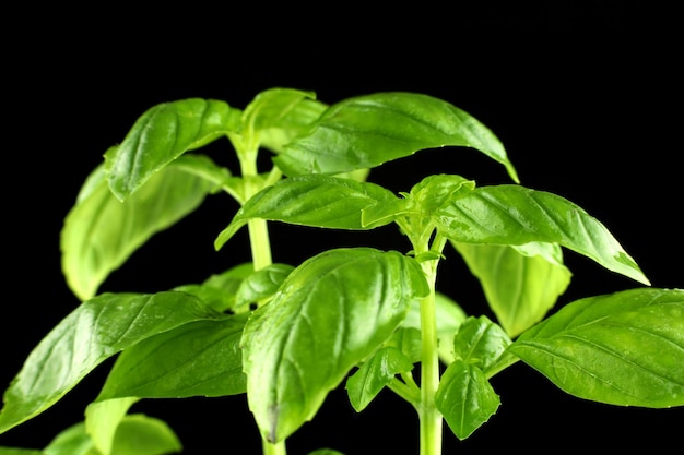 Albahaca fresca sobre un fondo negro planta de albahaca primer plano hojas de albahaca en el arbusto