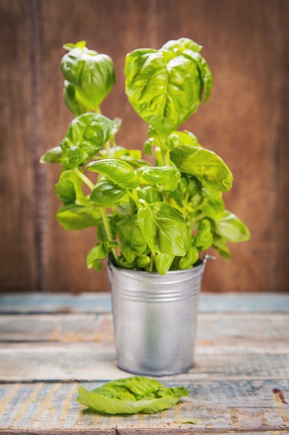 Albahaca fresca verde