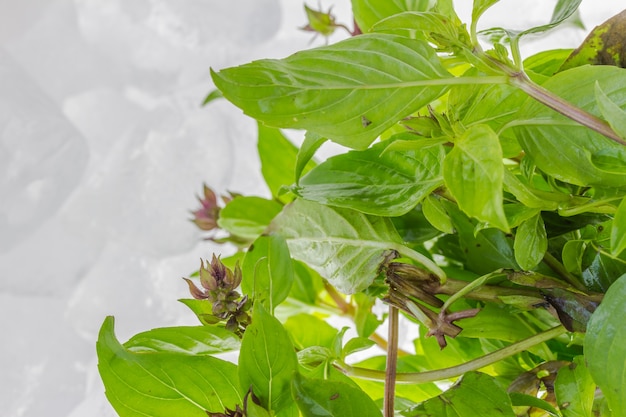 albahaca y hielo en blanco