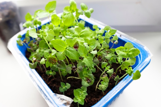 Albahaca joven verde y púrpura en una bandeja de plántulas en un alféizar Cultivo de verduras y hierbas alimentos dietéticos