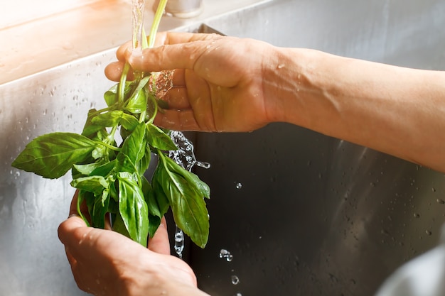 Albahaca de lavado de manos masculinas. Hojas de albahaca bajo el flujo de agua. Hierbas utilizadas para cocinar carne. Vegetación fresca y jugosa.