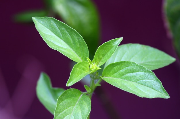 Albahaca limón, un híbrido entre albahaca y albahaca americana.