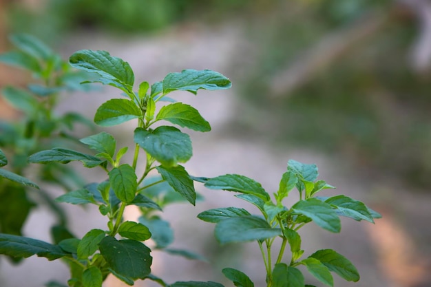 Albahaca medicinal o planta de hojas de tulsi orgánico verde