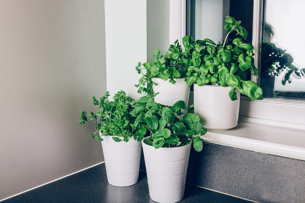 albahaca menta perejil cilantro