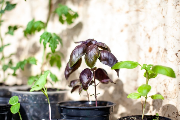 Albahaca morada y otras plantas cultivadas en una bandeja en el alféizar de la ventana de su casa