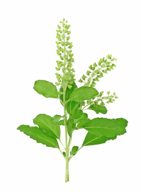 Albahaca santa, Ocimum sanctum aislar sobre fondo blanco.