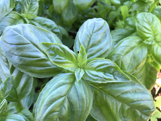 albahaca_una_hierba_culinaria_fragante_creciendo_en_una_hierba