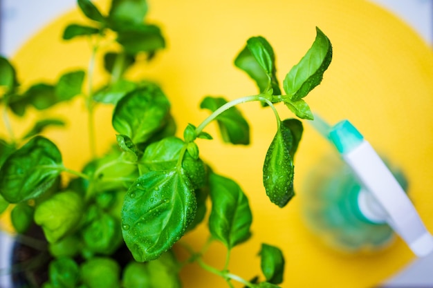 albahaca verde fresca con gotas de agua sobre un fondo amarillo. verduras caseras. comida fresca. Agricultura ecológica