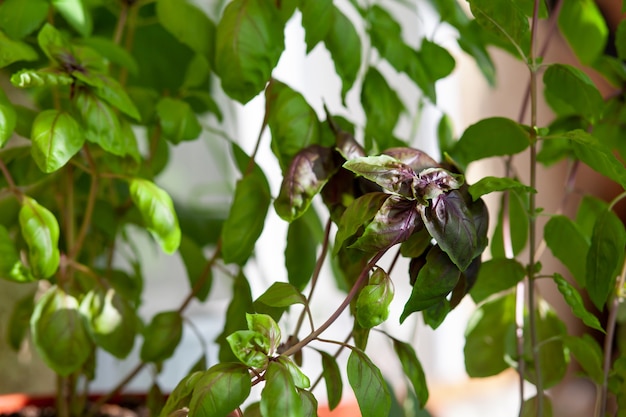 La albahaca verde fresca en una maceta crece en casa, en el balcón. Las hojas de albahaca verde están listas para cocinar. Hierbas frescas para cocinar pizza, ensaladas y otros alimentos.