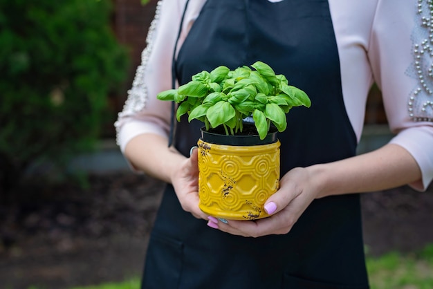 Albahaca verde fresca en una olla de mostaza en manos de un chef profesional. Comida sana.