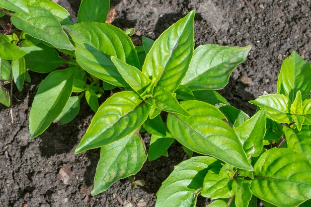 Albahaca verde orgánica fresca que crece en el jardín