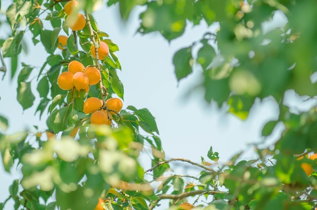 Albaricoque maduro listo para cosechar Albaricoques madurando en el árbol Albaricoques fruta en el árbol