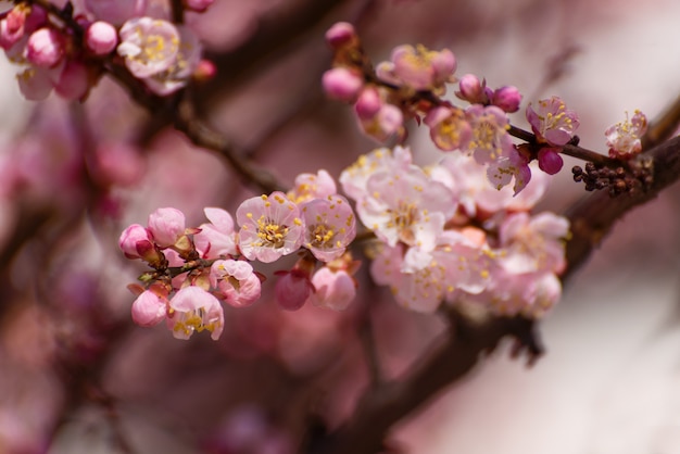 Albaricoque que florece en el jardín. Hermosa primavera estacional pared buena para tarjetas de felicitación, invitación de boda, web.