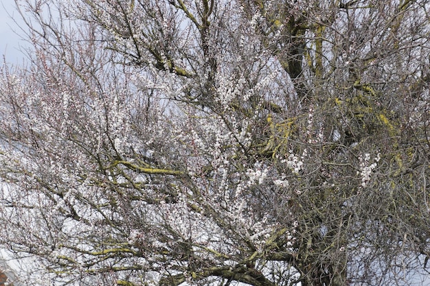Albaricoque silvestre en flor en el jardín Árboles en flor de primavera Polinización de flores de albaricoque