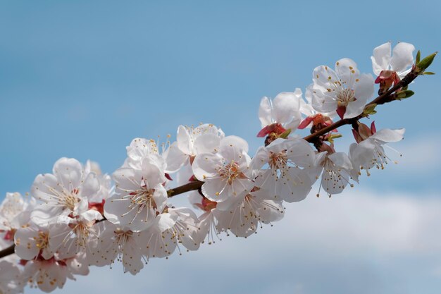 Albaricoquero en flor en primavera contra el cielo azul y las nubes.