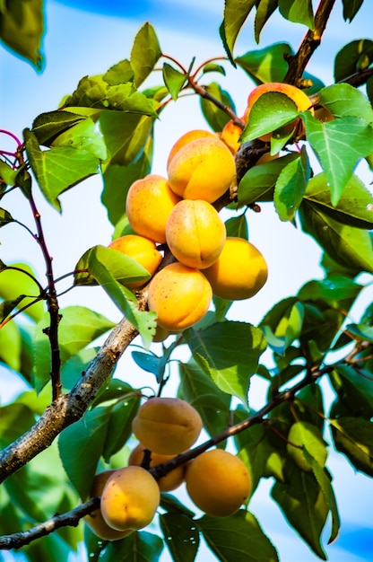 Albaricoquero con frutos que crecen en el jardín