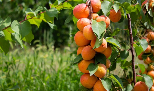 Albaricoques colgando de las ramas de los árboles. Concepto de agricultura y cosecha.