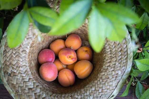 Albaricoques frescos y maduros en un sombrero de paja Deliciosa fruta de verano