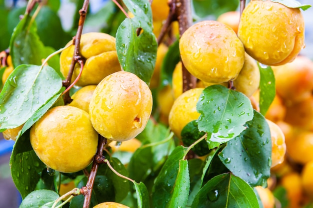 Los albaricoques orgánicos frescos maduros con agua caen en una rama de árbol. Primer plano, enfoque selectivo