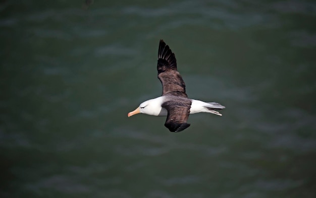 Albatros de ceja negra deslizándose sobre la costa de Yorkshire