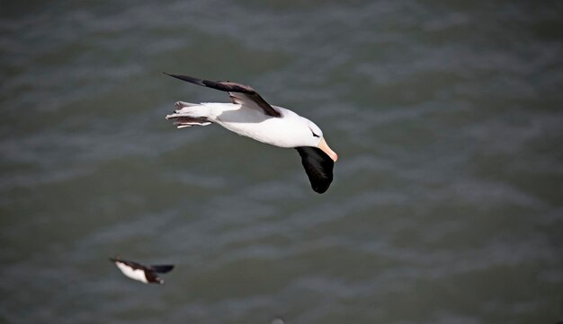 Albatros de ceja negra deslizándose sobre la costa de Yorkshire