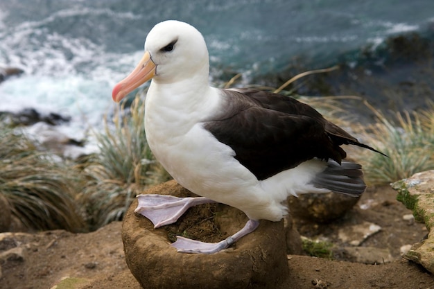 Albatros de Ceja Negra Islas Malvinas