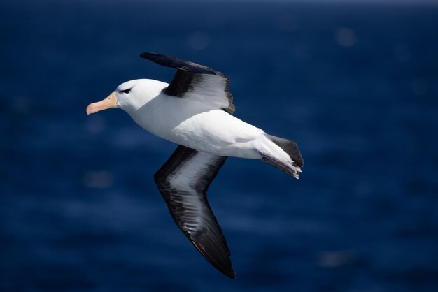 Albatros de testa preta voando sobre o oceano Antártico