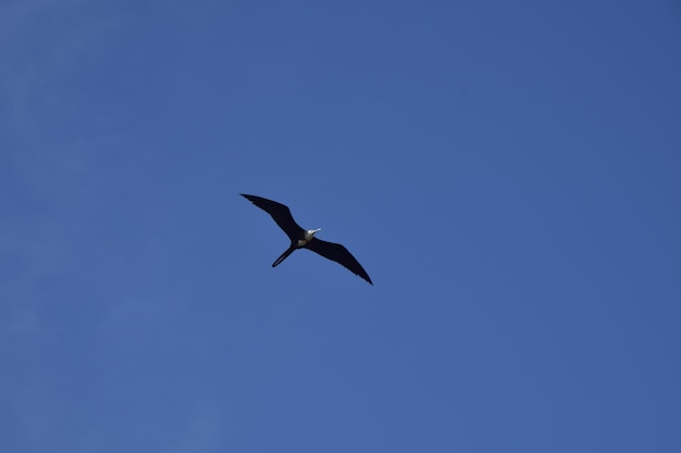 Albatros fliegt in den blauen Himmel Peru