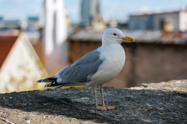 Albatros sobre fondo de panorama de Tallin Estonia