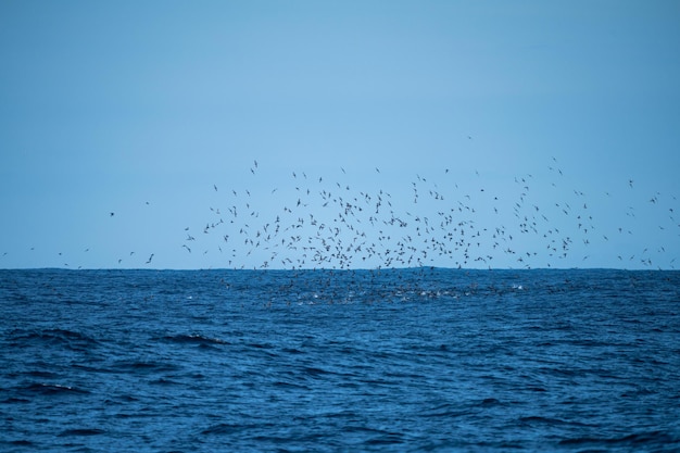 albatros tímidos e outras aves marinhas se alimentando e voando sobre o oceano no cabo sudoeste na Tasmânia, Austrália