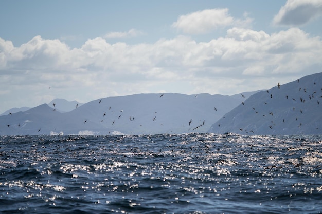 albatros tímidos e outras aves marinhas se alimentando e voando sobre o oceano no cabo sudoeste na Tasmânia, Austrália