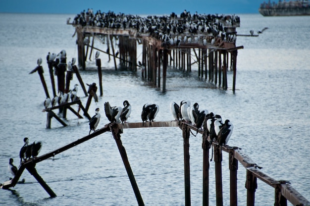 Albatross im Hafen von Punta Arenas, Chile Patagonia